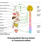 Parasympathetic Nervous System