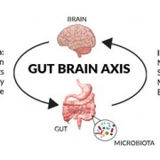 Gut-Brain Relationship