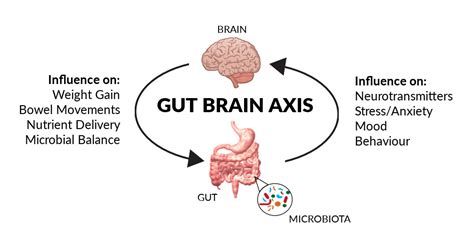 Gut-Brain Relationship